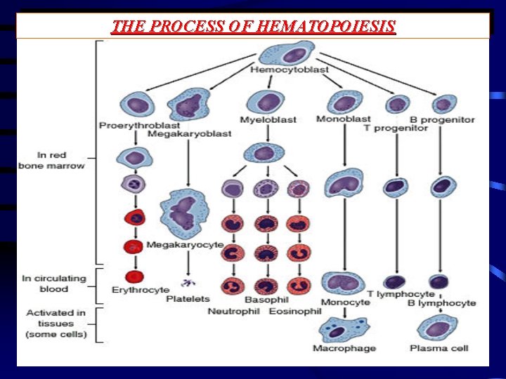 THE PROCESS OF HEMATOPOIESIS 