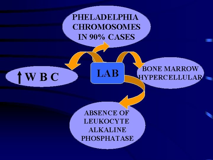 PHELADELPHIA CHROMOSOMES IN 90% CASES WBC LAB ABSENCE OF LEUKOCYTE ALKALINE PHOSPHATASE BONE MARROW
