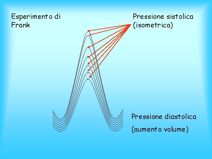 Esperimento di Frank Pressione sistolica (isometrica) Pressione diastolica (aumento volume) 