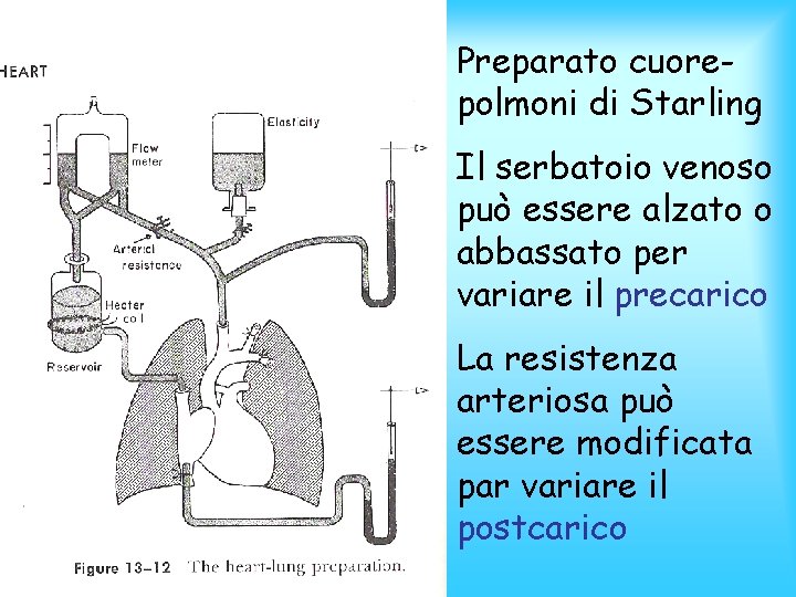 Preparato cuorepolmoni di Starling Il serbatoio venoso può essere alzato o abbassato per variare