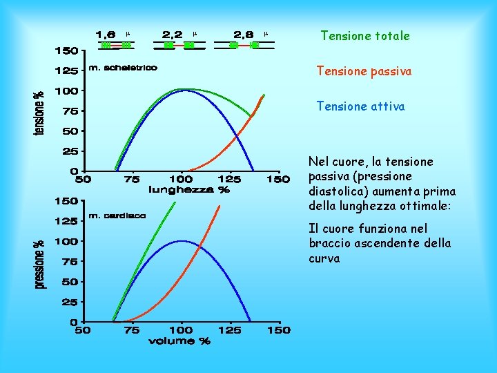 m m m Tensione totale Tensione passiva Tensione attiva Nel cuore, la tensione passiva