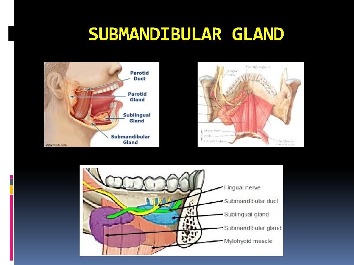 SUBMANDIBULAR GLAND 