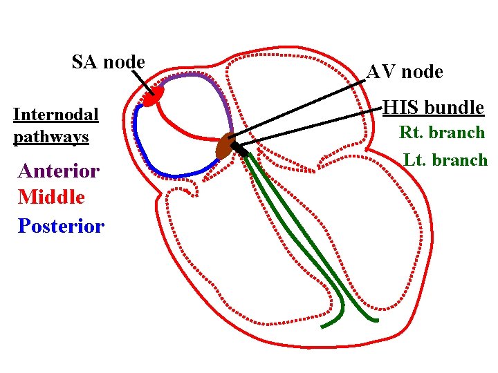 SA node Internodal pathways Anterior Middle Posterior AV node HIS bundle Rt. branch Lt.