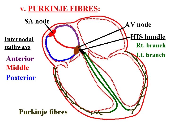 v. PURKINJE FIBRES: SA node Internodal pathways Anterior Middle Posterior Purkinje fibres AV node