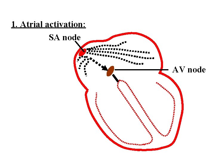 1. Atrial activation: SA node AV node 