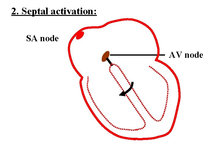 2. Septal activation: SA node AV node 