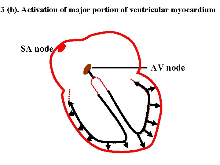 3 (b). Activation of major portion of ventricular myocardium SA node AV node 