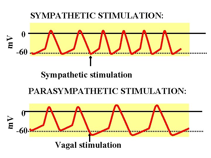 m. V SYMPATHETIC STIMULATION: 0 -60 Sympathetic stimulation m. V PARASYMPATHETIC STIMULATION: 0 -60