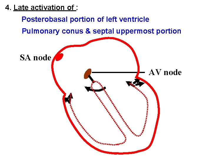 4. Late activation of : Posterobasal portion of left ventricle Pulmonary conus & septal