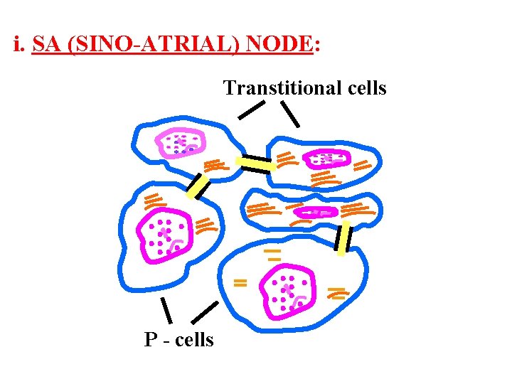 i. SA (SINO-ATRIAL) NODE: Transtitional cells P - cells 