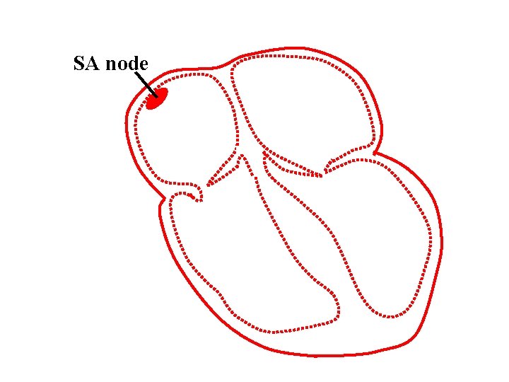 SA node 