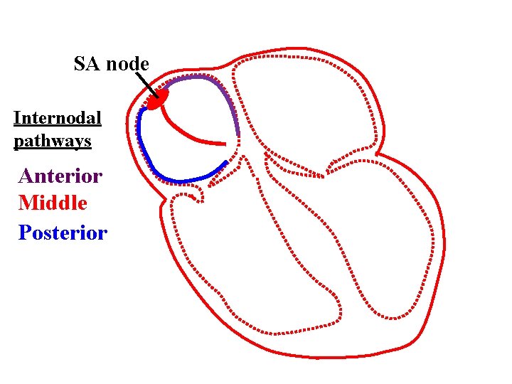 SA node Internodal pathways Anterior Middle Posterior 