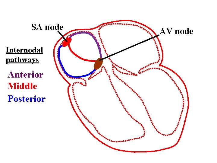 SA node Internodal pathways Anterior Middle Posterior AV node 