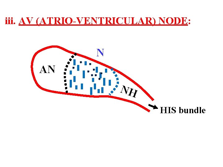 iii. AV (ATRIO-VENTRICULAR) NODE: N AN NH HIS bundle 