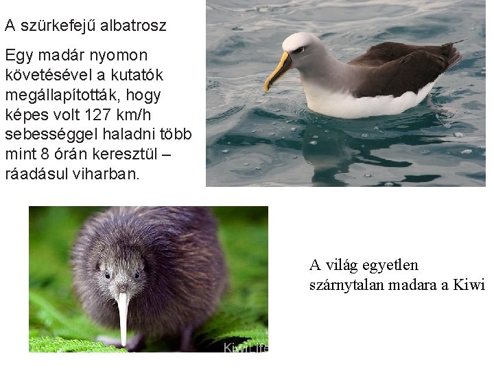A szürkefejű albatrosz Egy madár nyomon követésével a kutatók megállapították, hogy képes volt 127