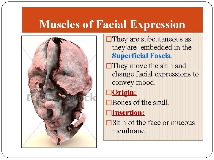 Muscles of Facial Expression �They are subcutaneous as they are embedded in the Superficial
