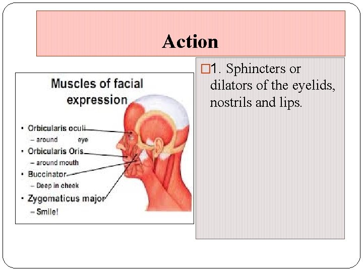 Action � 1. Sphincters or dilators of the eyelids, nostrils and lips. 