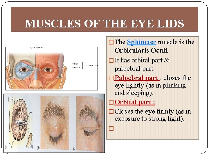 MUSCLES OF THE EYE LIDS � The Sphincter muscle is the Orbicularis Oculi. �