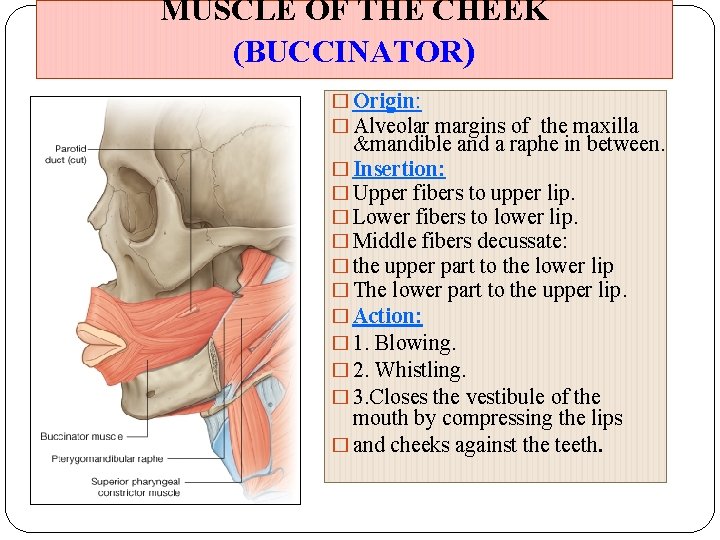 MUSCLE OF THE CHEEK (BUCCINATOR) � Origin: � Alveolar margins of the maxilla &mandible