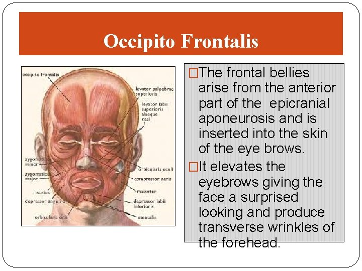 Occipito Frontalis �The frontal bellies arise from the anterior part of the epicranial aponeurosis