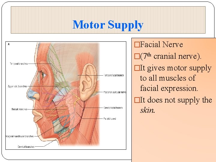Motor Supply �Facial Nerve �(7 th cranial nerve). �It gives motor supply to all
