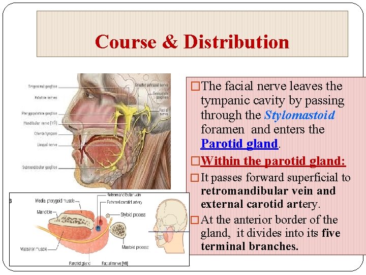 Course & Distribution �The facial nerve leaves the tympanic cavity by passing through the