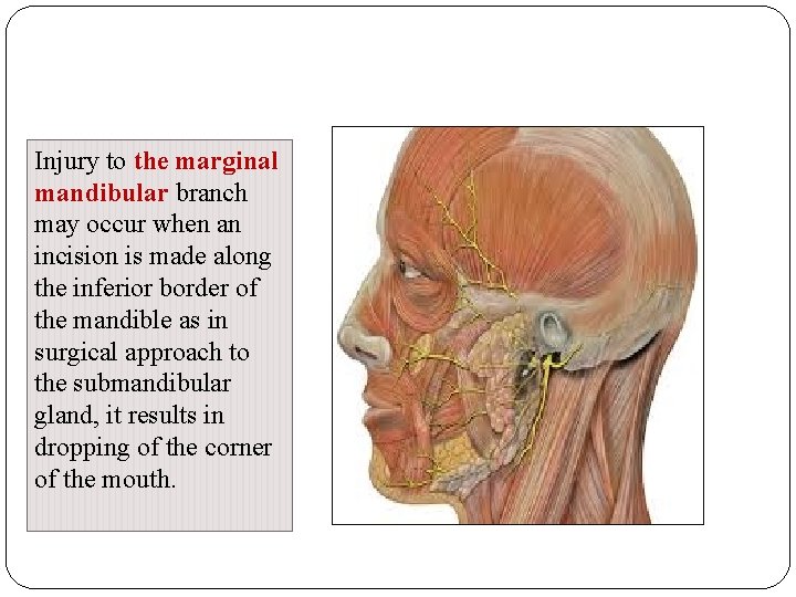 Injury to the marginal mandibular branch may occur when an incision is made along