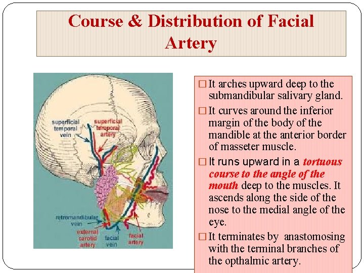 Course & Distribution of Facial Artery � It arches upward deep to the submandibular