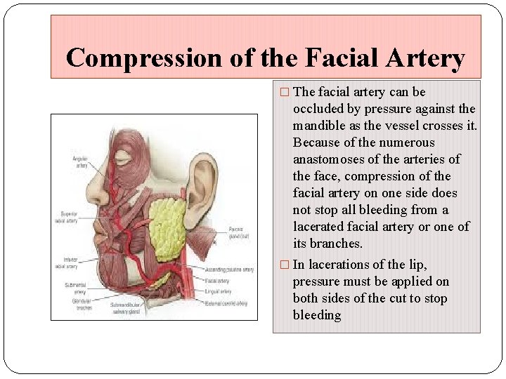 Compression of the Facial Artery � The facial artery can be occluded by pressure