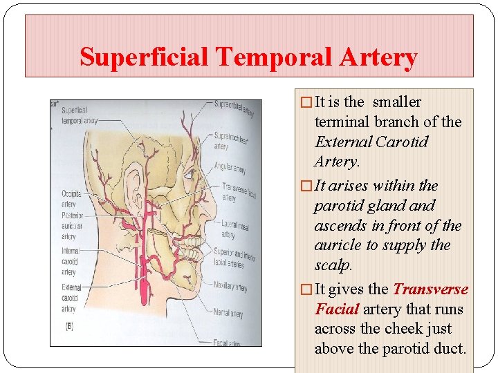 Superficial Temporal Artery � It is the smaller terminal branch of the External Carotid
