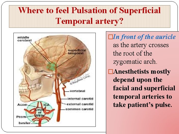 Where to feel Pulsation of Superficial Temporal artery? �In front of the auricle as