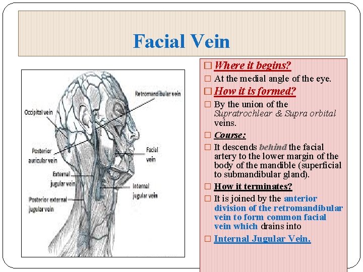 Facial Vein � Where it begins? � At the medial angle of the eye.