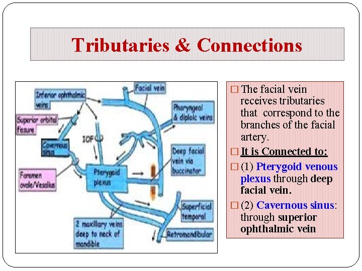 Tributaries & Connections � The facial vein receives tributaries that correspond to the branches
