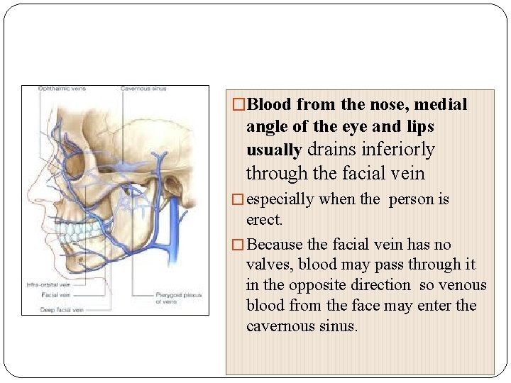 �Blood from the nose, medial angle of the eye and lips usually drains inferiorly