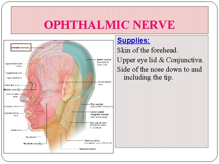 OPHTHALMIC NERVE Supplies: Skin of the forehead. Upper eye lid & Conjunctiva. Side of