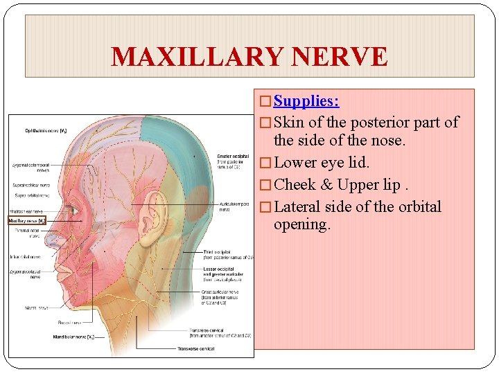 MAXILLARY NERVE � Supplies: � Skin of the posterior part of the side of