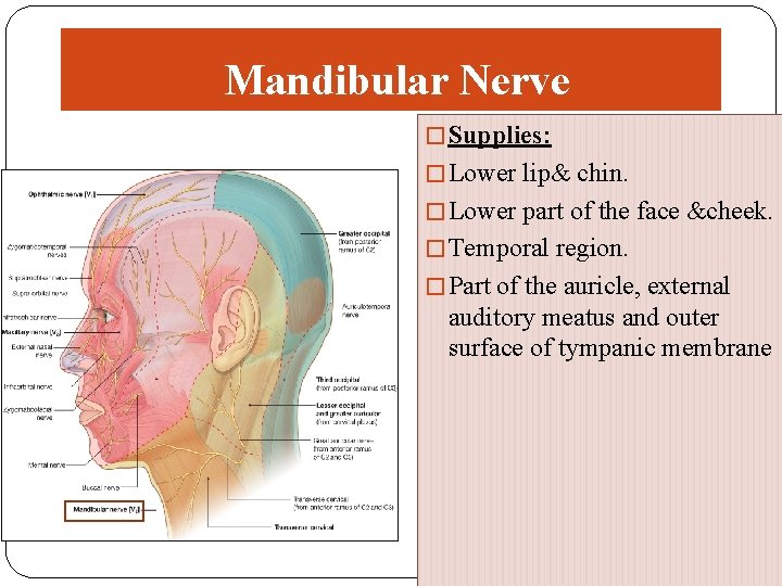 Mandibular Nerve � Supplies: � Lower lip& chin. � Lower part of the face