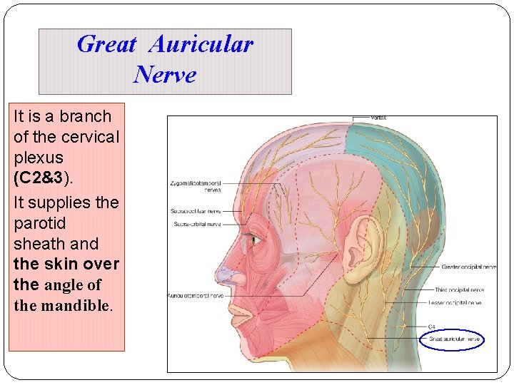 Great Auricular Nerve It is a branch of the cervical plexus (C 2&3). It