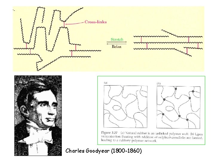 Vulcanization of natural rubber Charles Goodyear (1800 -1860) 