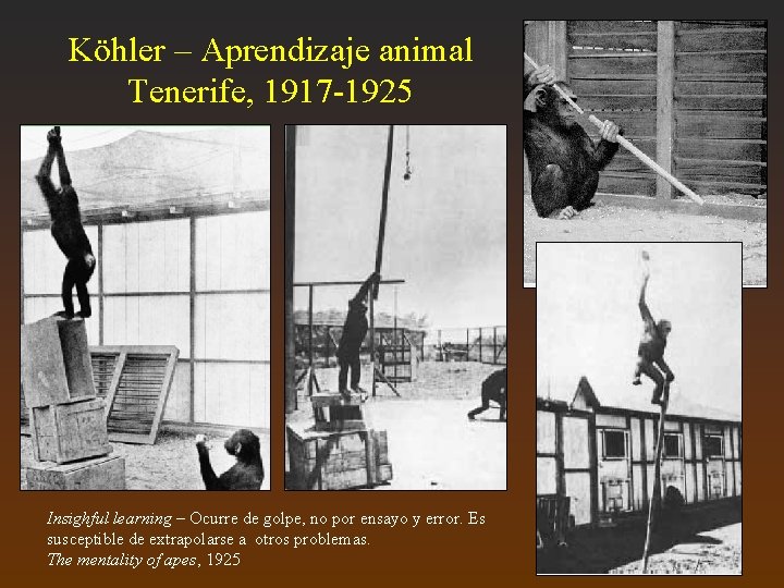Köhler – Aprendizaje animal Tenerife, 1917 -1925 Insighful learning – Ocurre de golpe, no
