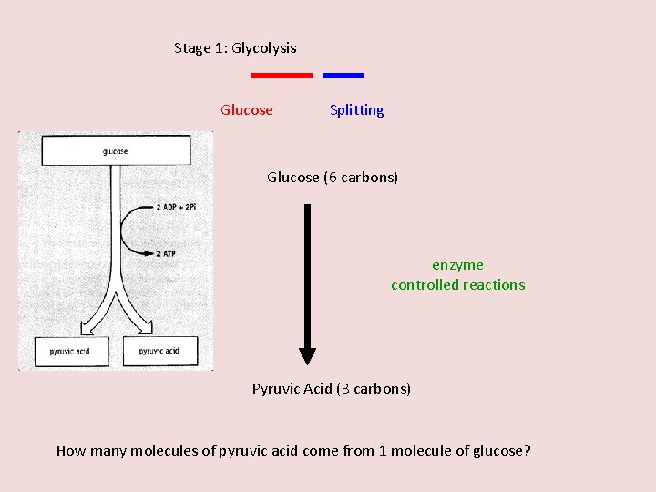Stage 1: Glycolysis Glucose Splitting Glucose (6 carbons) enzyme controlled reactions Pyruvic Acid (3