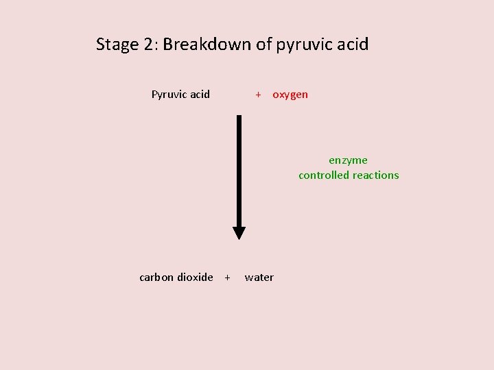 Stage 2: Breakdown of pyruvic acid Pyruvic acid + oxygen enzyme controlled reactions carbon