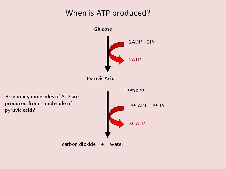 When is ATP produced? Glucose 2 ADP + 2 Pi 2 ATP Pyruvic Acid