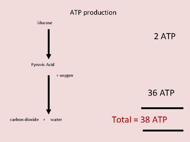ATP production Glucose 2 ATP Pyruvic Acid + oxygen 36 ATP carbon dioxide +