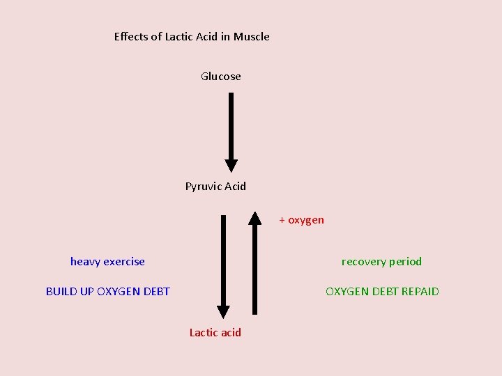 Effects of Lactic Acid in Muscle Glucose Pyruvic Acid + oxygen heavy exercise recovery