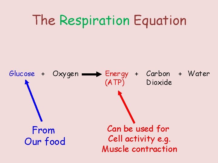 The Respiration Equation Glucose + Oxygen From Our food Energy + (ATP) Carbon +