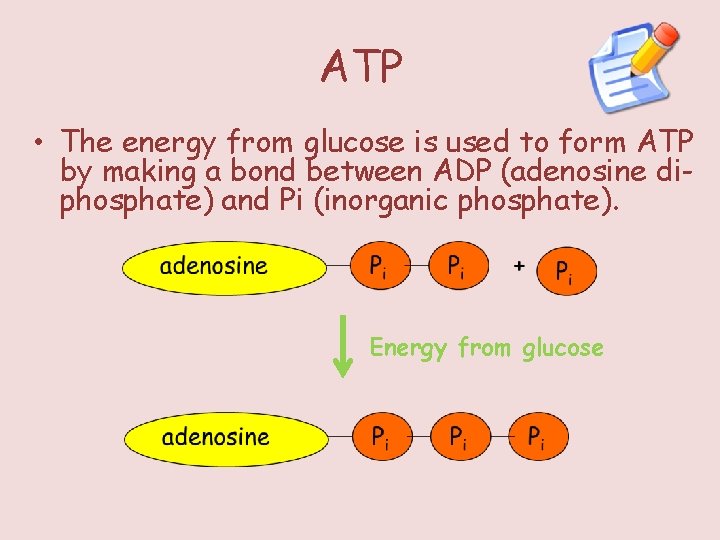 ATP • The energy from glucose is used to form ATP by making a