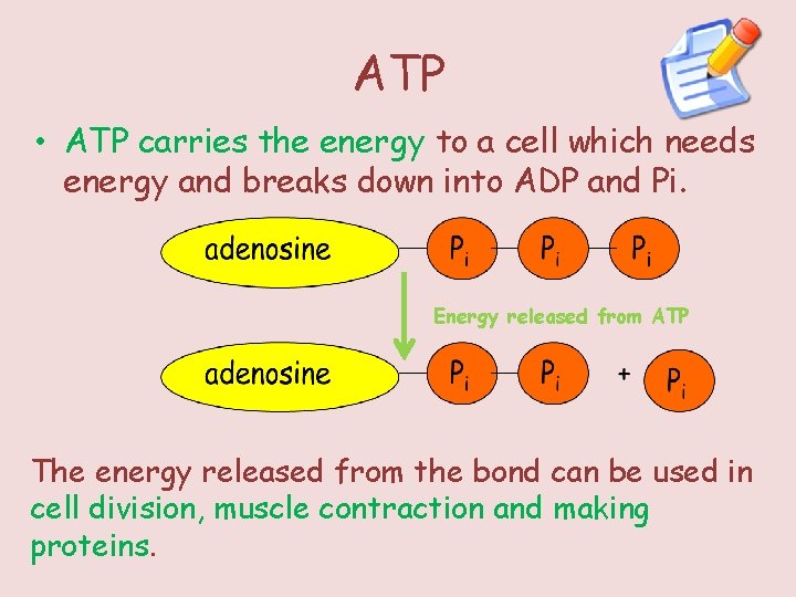 ATP • ATP carries the energy to a cell which needs energy and breaks