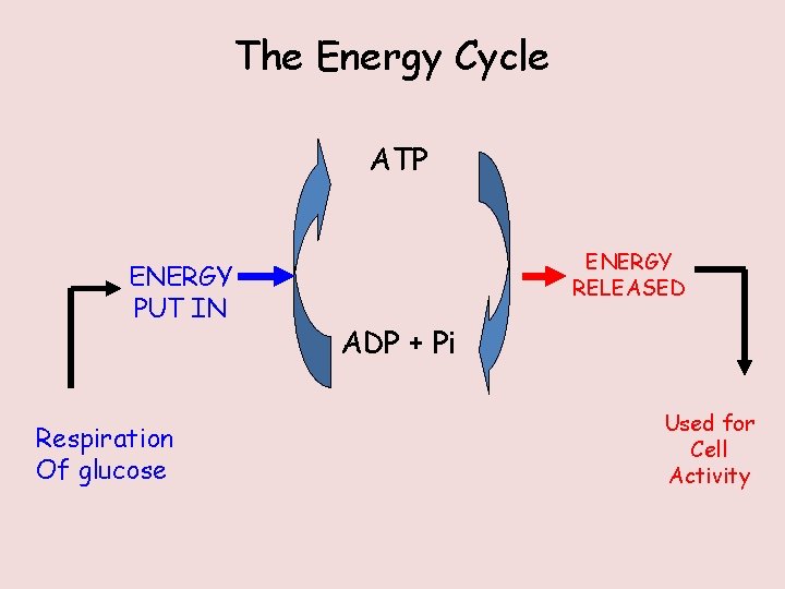 The Energy Cycle ATP ENERGY PUT IN Respiration Of glucose ENERGY RELEASED ADP +