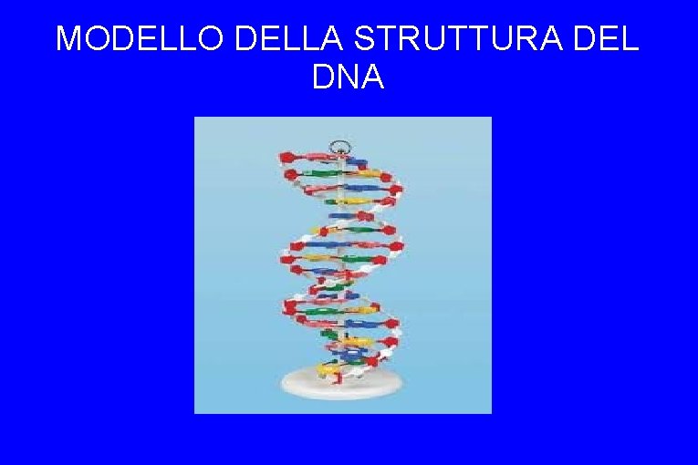 MODELLO DELLA STRUTTURA DEL DNA 